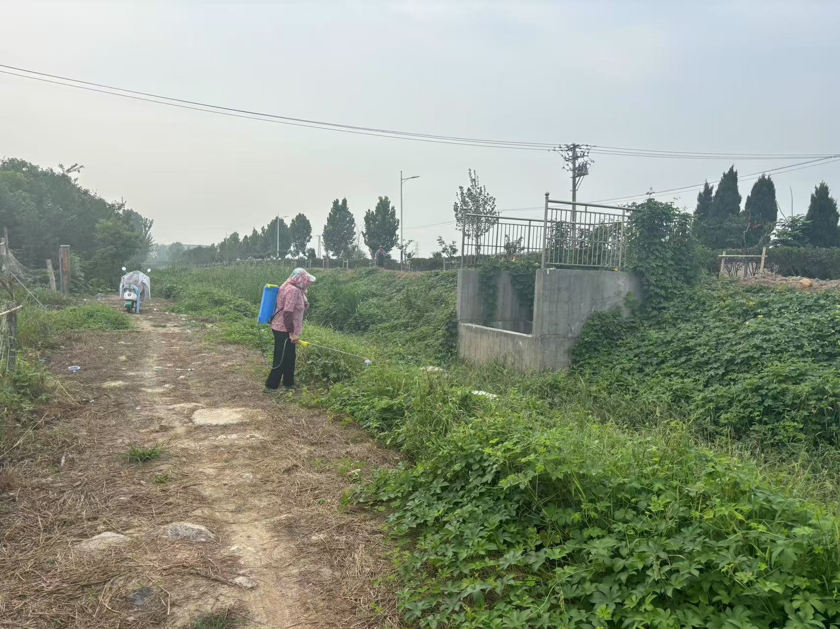 黃嶺村河道清理雜草.jpg